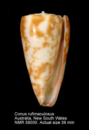 Conus rufimaculosus.jpg - Conus rufimaculosusMacpherson,1959
